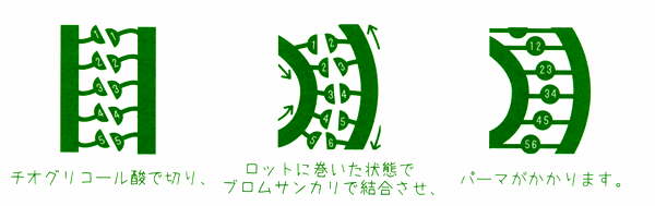 SS結合 SS結合